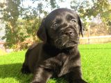 Fci-Kif Secereli Labrador Retriever Yavrular