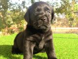 Fci-Kif Secereli Labrador Retriever Yavrular