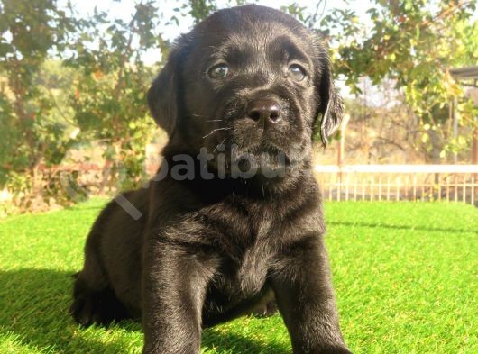 Fci-Kif Secereli Labrador Retriever Yavrular görsel