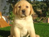 Fci-Kif Secereli Labrador Retriever Yavrular