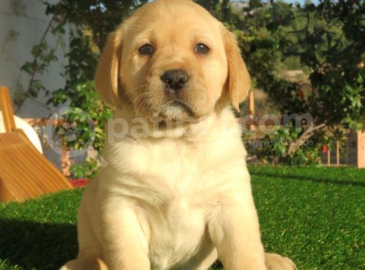 Fci-Kif Secereli Labrador Retriever Yavrular görsel