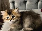 Show Kalite Black Golden British Longhair