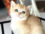 A Kalite Bri̇ti̇sh Shorthai̇r Golden  Yavrular