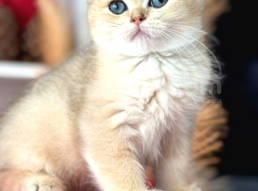 A Kalite Bri̇ti̇sh Shorthai̇r Golden  Yavrular