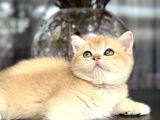 A Kalite Bri̇ti̇sh Shorthai̇r Golden  Yavrular