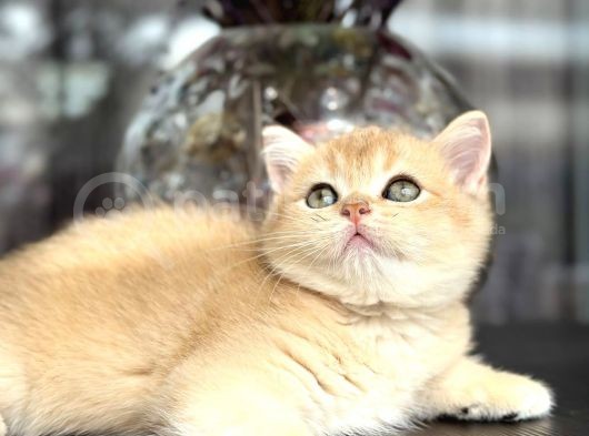 A Kalite Bri̇ti̇sh Shorthai̇r Golden  Yavrular görsel