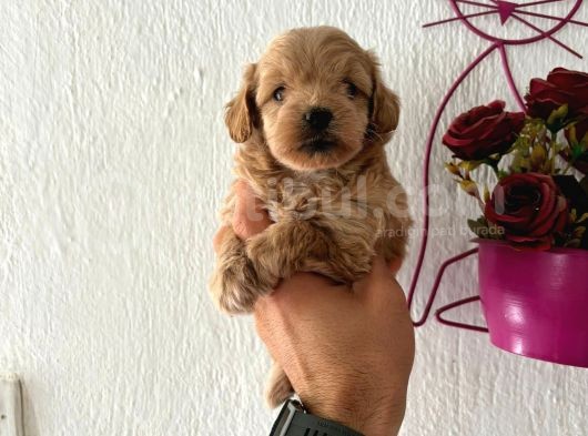 Malti̇poo Bebekler görsel