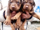 Şampiyon Soydan Doberman Yavrular