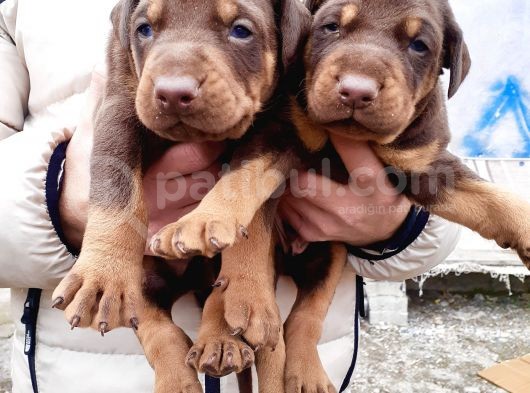 Şampiyon Soydan Doberman Yavrular görsel