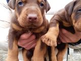 Şampiyon Soydan Doberman Yavrular