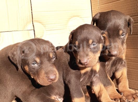 Şampiyon Soydan Doberman Yavrular görsel