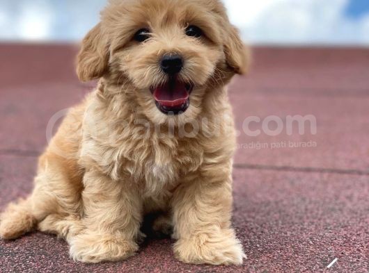 En Şi̇ri̇n Malti̇poo Bebekler
