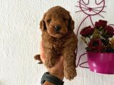 MALTİPOO BEBEKLER