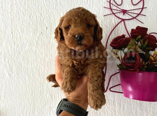 Malti̇poo Bebekler
