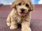 En Şi̇ri̇n Malti̇poo Bebekler