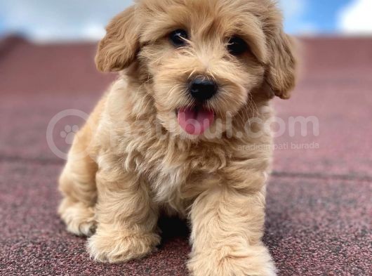 En Şi̇ri̇n Malti̇poo Bebekler görsel