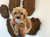 Malti̇poo Bebekler