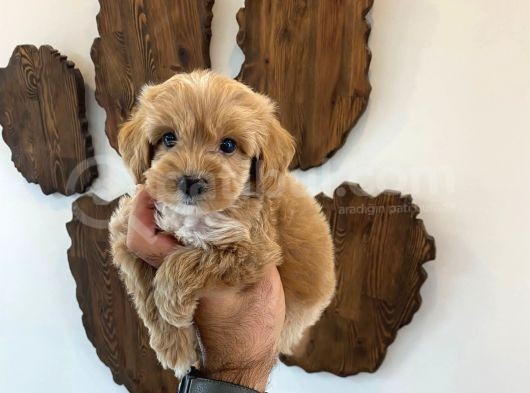 Malti̇poo Bebekler görsel