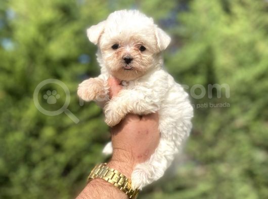 Teacup Maltese Terri̇er Orji̇nal Bebekler görsel