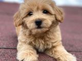 En Şi̇ri̇n Malti̇poo Bebekler