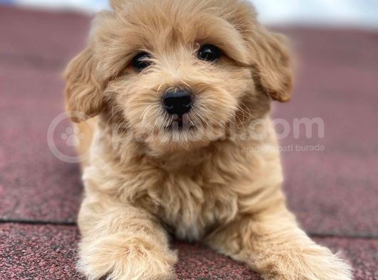 En Şi̇ri̇n Malti̇poo Bebekler görsel