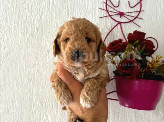 Malti̇poo Bebekler görsel