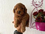 Malti̇poo Bebekler