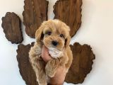 Malti̇poo Bebekler