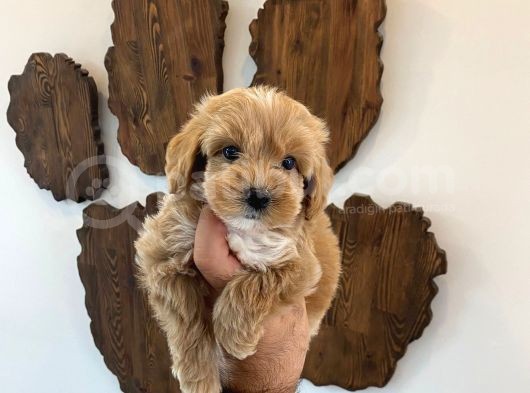 Malti̇poo Bebekler görsel