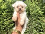 Teacup Maltese Terri̇er Orji̇nal Bebekler