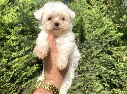 Teacup Maltese Terri̇er Orji̇nal Bebekler görsel