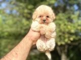 MİNİ BOY ORJİNAL MALTİPOO BEBEKLER