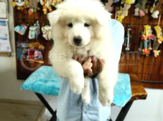 Ayi̇ Yavrusu Samoyed A Kali̇te Irk görsel