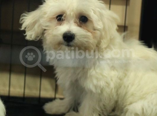 Karbeyaz Maltese Terri̇er 0 Numara görsel