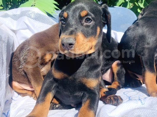 Şampiyon Soydan Doberman Yavrular görsel
