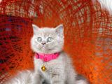 British Shorthair Lilac ve Gri Yavrular