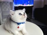 British Shorthair Silver Shaded