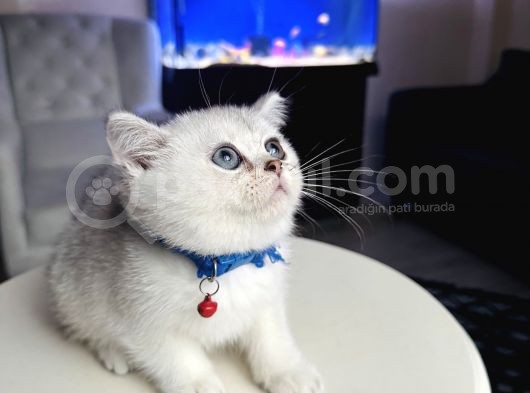 British Shorthair Silver Shaded görsel
