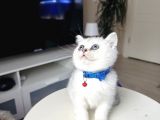 British Shorthair Silver Shaded