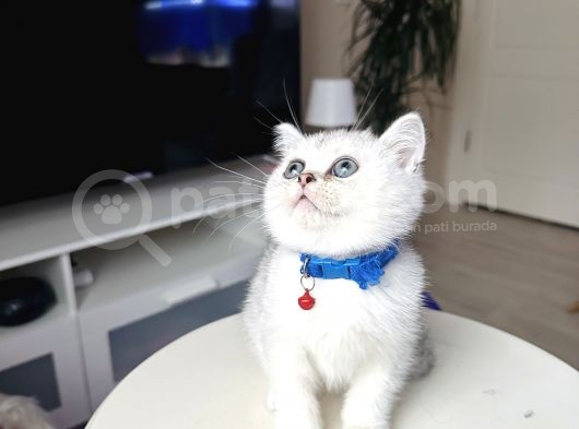 British Shorthair Silver Shaded görsel