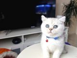 British Shorthair Silver Shaded