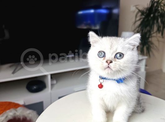 British Shorthair Silver Shaded görsel