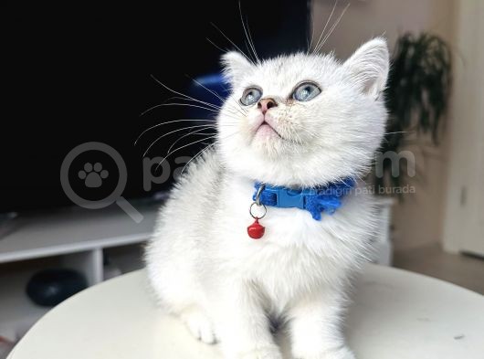 British Shorthair Silver Shaded görsel