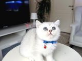 British Shorthair Silver Shaded