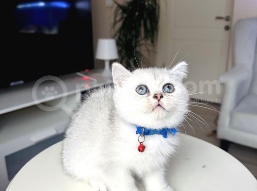 British Shorthair Silver Shaded