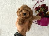 Maltipoo Bebeklerimiz
