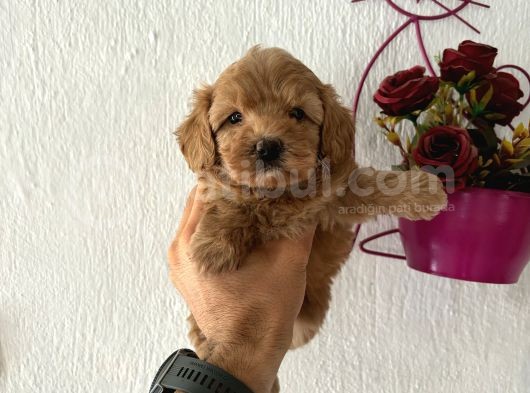 Maltipoo Bebeklerimiz görsel