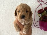 Maltipoo Bebeklerimiz