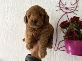 Maltipoo bebeklerimiz