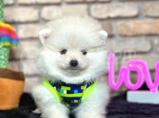 En Tatli Show Kali̇te Pomerani̇an Boo Erkek Yavru
